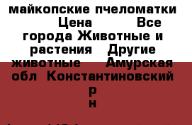  майкопские пчеломатки F-1  › Цена ­ 800 - Все города Животные и растения » Другие животные   . Амурская обл.,Константиновский р-н